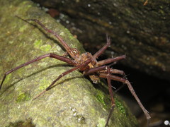 Trechaleoides biocellata