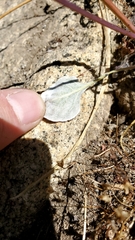 Eriogonum nudum nudum