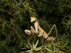 Bolivaria brachyptera