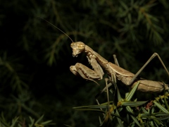Bolivaria brachyptera