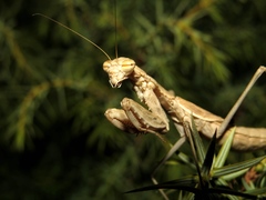 Bolivaria brachyptera