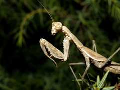 Bolivaria brachyptera