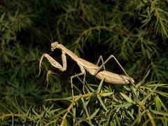 Bolivaria brachyptera