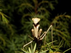 Bolivaria brachyptera