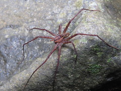 Trechaleoides biocellata