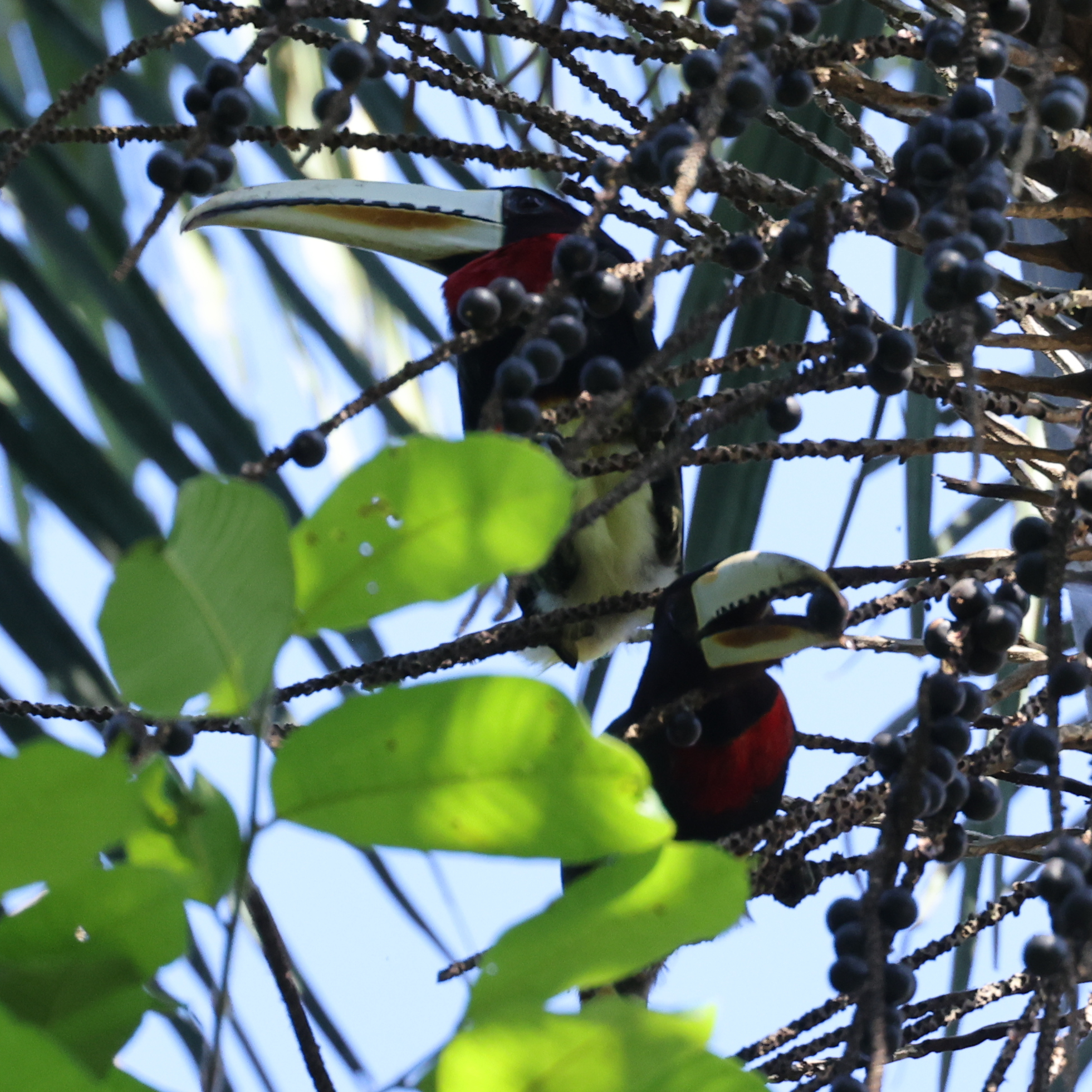 Ivory-billed Aracari (Pteroglossus azara), photo 2