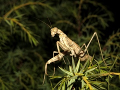 Bolivaria brachyptera