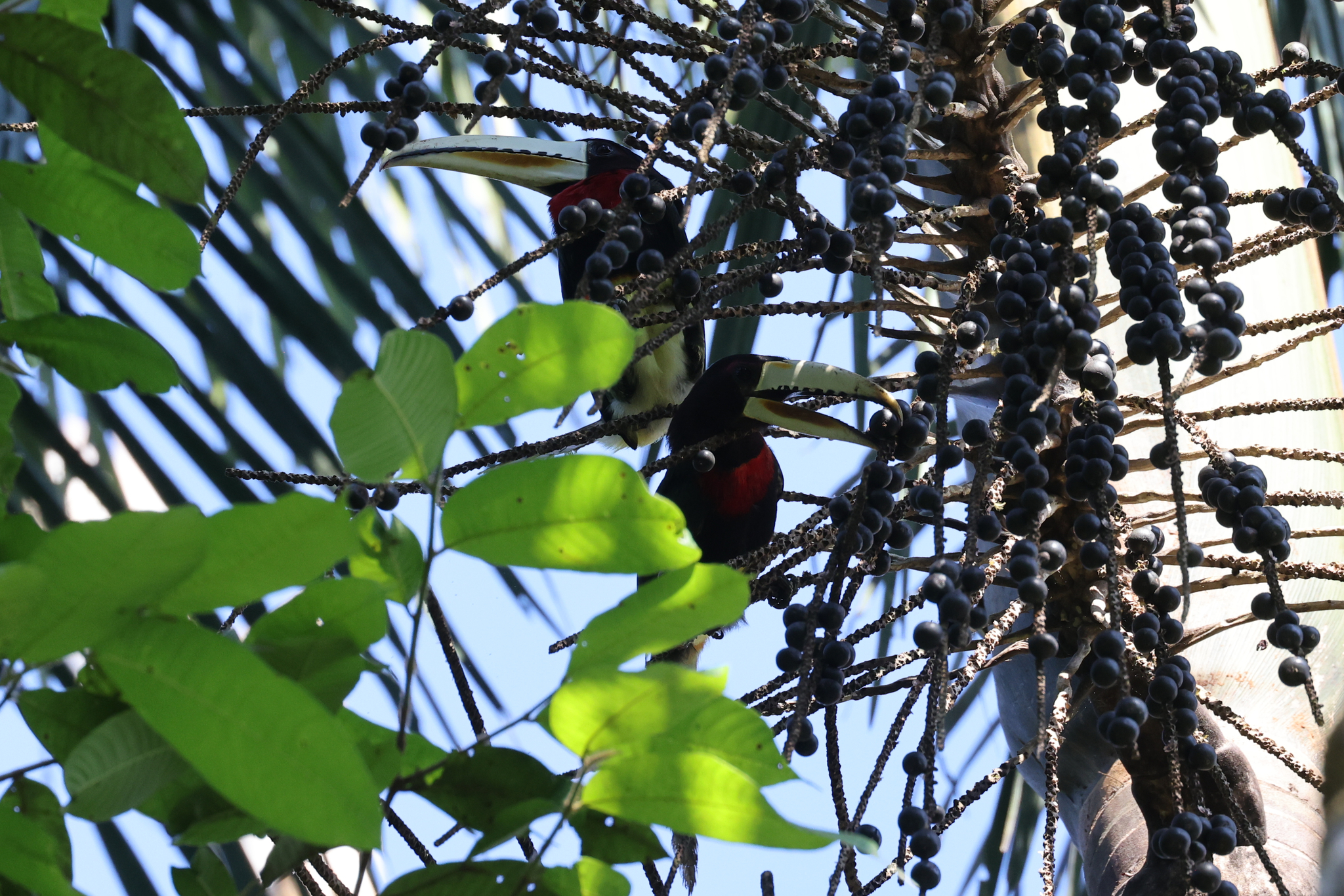 Ivory-billed Aracari (Pteroglossus azara), photo 3