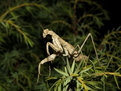Bolivaria brachyptera
