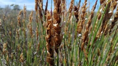 Elegia fistulosa