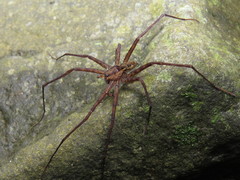 Trechaleoides biocellata