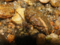 Trechaleoides biocellata