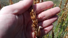 Elegia fistulosa