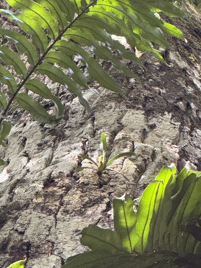 Angraecum baiderae