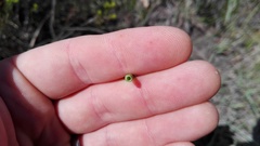 Elegia fistulosa