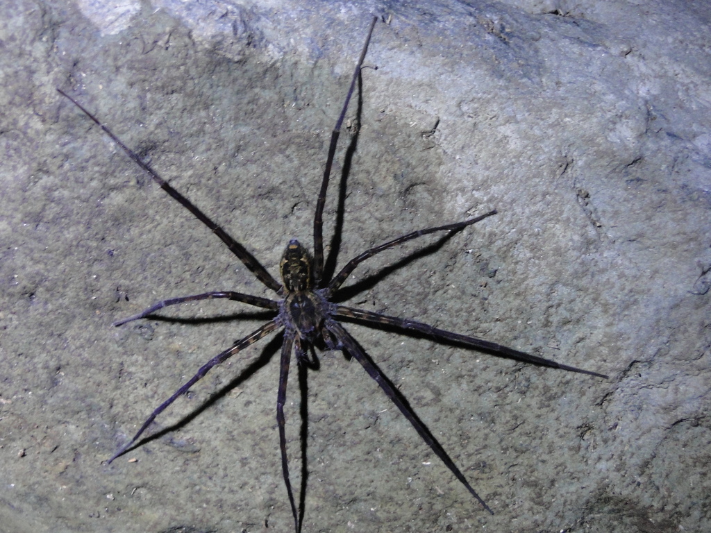 Trechaleoides biocellata