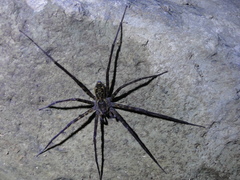 Trechaleoides biocellata