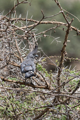 Corythaixoides leucogaster
