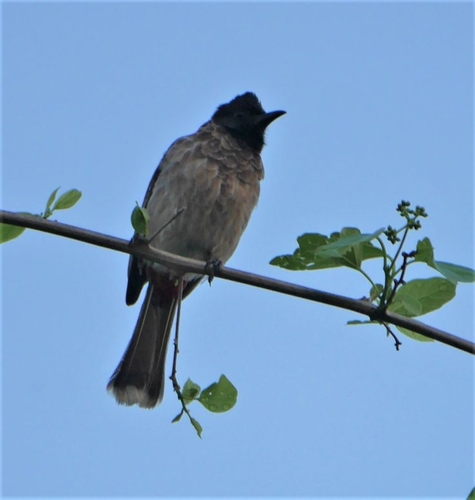 Red-vented Bulbul