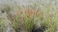 Elegia fistulosa