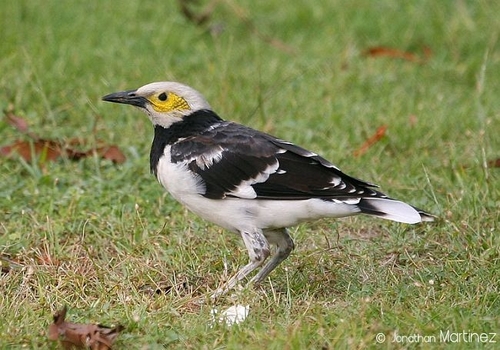 Black-collared Starling