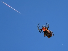 Micrathena glyptogonoides