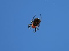 Micrathena glyptogonoides