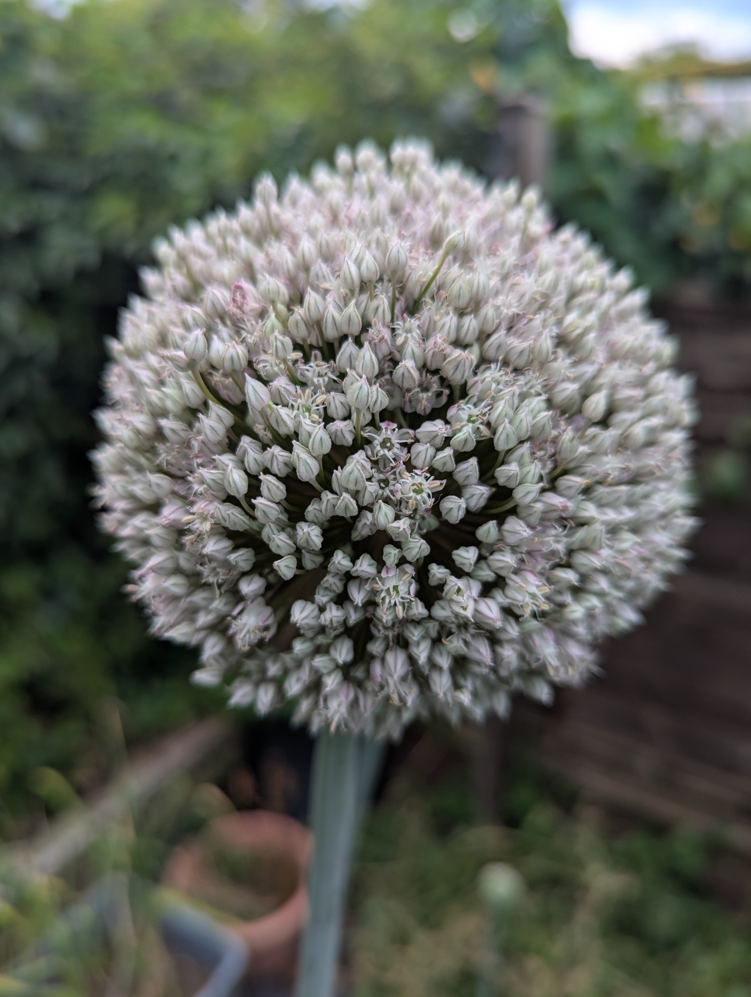 Allium porrum
