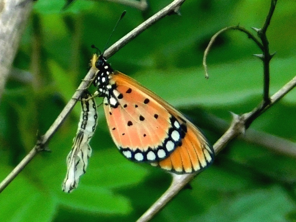 Tawny Coster