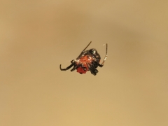Micrathena glyptogonoides