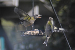 Coccothraustes vespertinus brooksi
