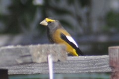 Coccothraustes vespertinus brooksi