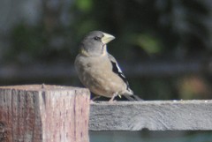 Coccothraustes vespertinus brooksi