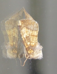 Papaipema cataphracta