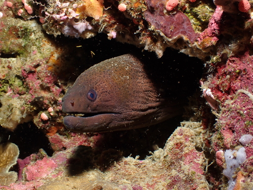 Giant Moray