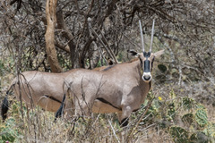 Oryx beisa beisa