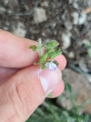Cut-leaved germander (Teucrium botrys)