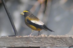 Coccothraustes vespertinus brooksi