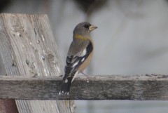 Coccothraustes vespertinus brooksi