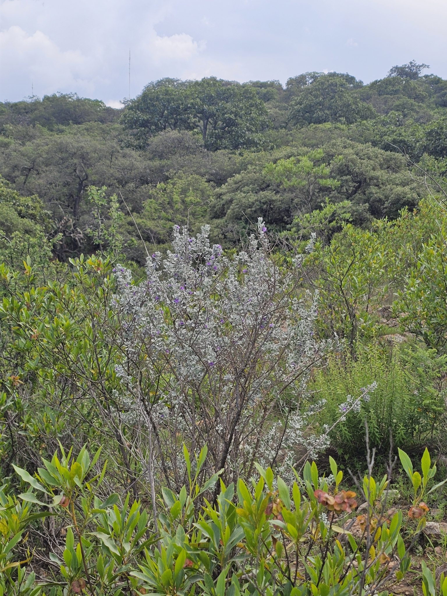 Leucophyllum ambiguum