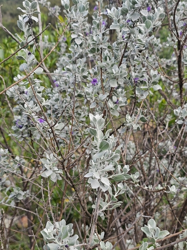 Leucophyllum ambiguum, photograph 6