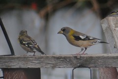 Coccothraustes vespertinus brooksi