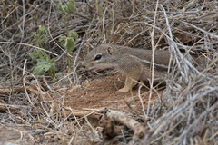 Euxerus erythropus