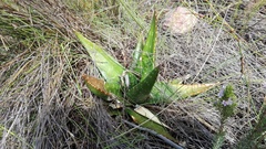 Gasteria nitida nitida