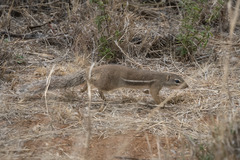 Euxerus erythropus