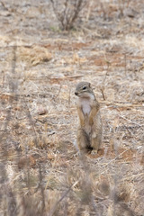Euxerus erythropus