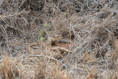 Euxerus erythropus