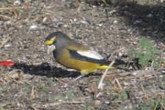 Coccothraustes vespertinus brooksi