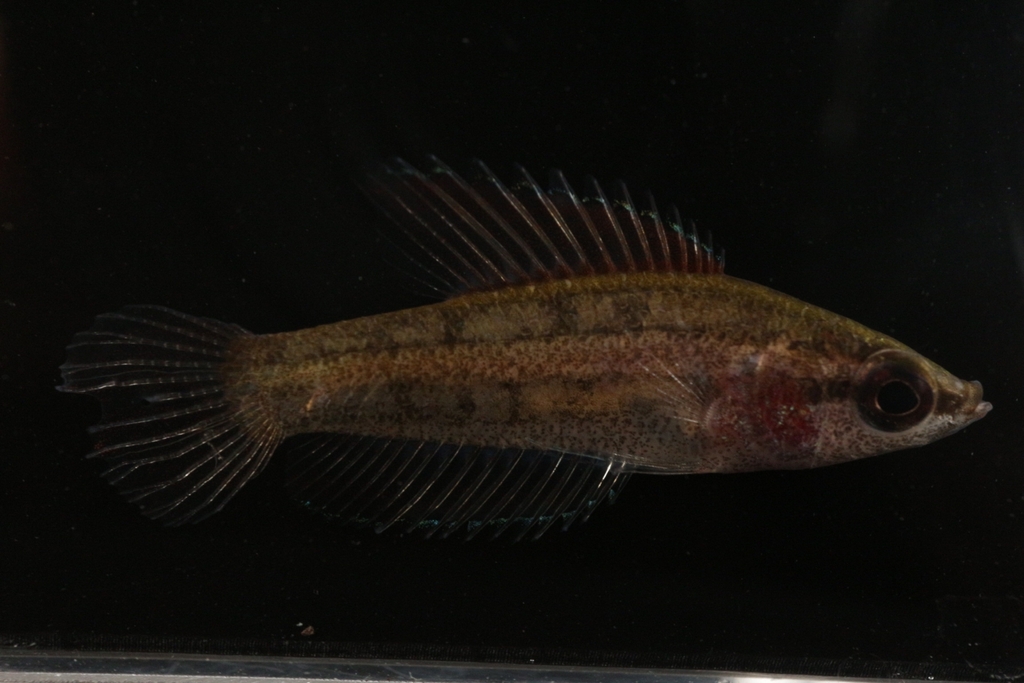 Anjungan-drakenvisje (Parosphromenus anjunganensis) — Osphronemidae