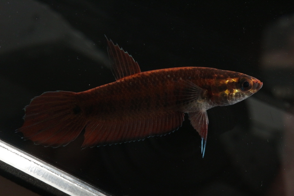 Mandor Betta